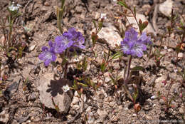 Image of low phacelia