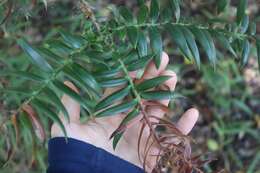 Image de Araucaria bidwillii Hook.