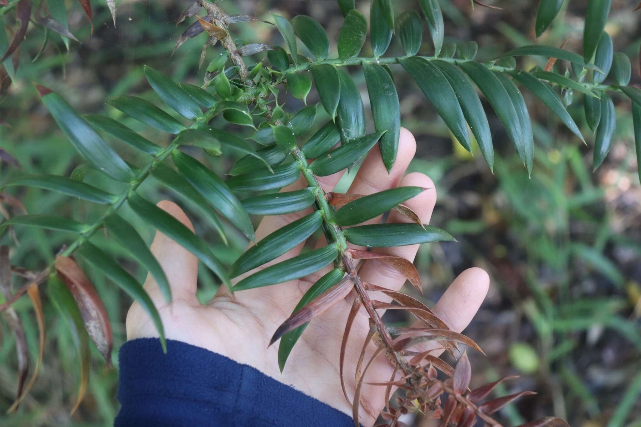 Image de Araucaria bidwillii Hook.