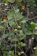 Image of Syzygium legatii Burtt Davy & Greenway