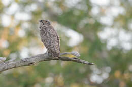 Image of South American Great Horned Owl