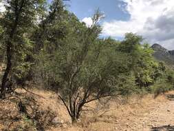 Image of alderleaf mountain mahogany