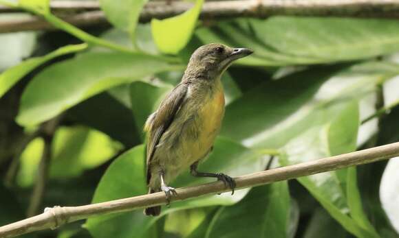 Prionochilus plateni Blasius & W 1888 resmi