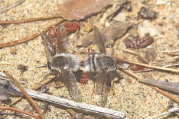 Image of Bombylius incanus Johnson 1907