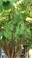 Image of katsura tree family