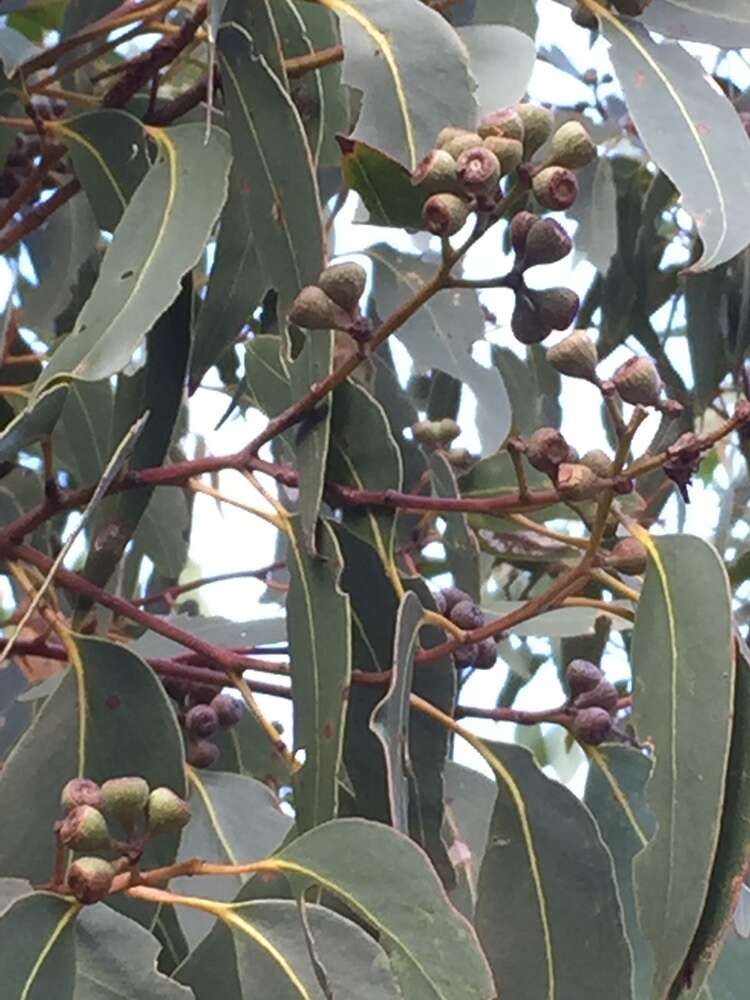 Eucalyptus haemastoma Sm. resmi