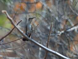 Image of Tumbes Hummingbird