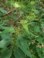 Image of Urtica dioica subsp. pubescens (Ledeb.) Domin