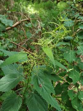 Image of Urtica dioica subsp. pubescens (Ledeb.) Domin