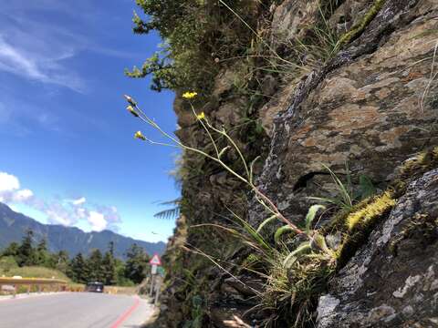 Image of Hieracium morii Hayata