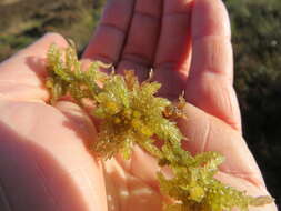 Image of papillose sphagnum