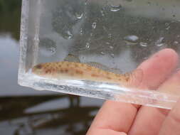 Image of Bay goby