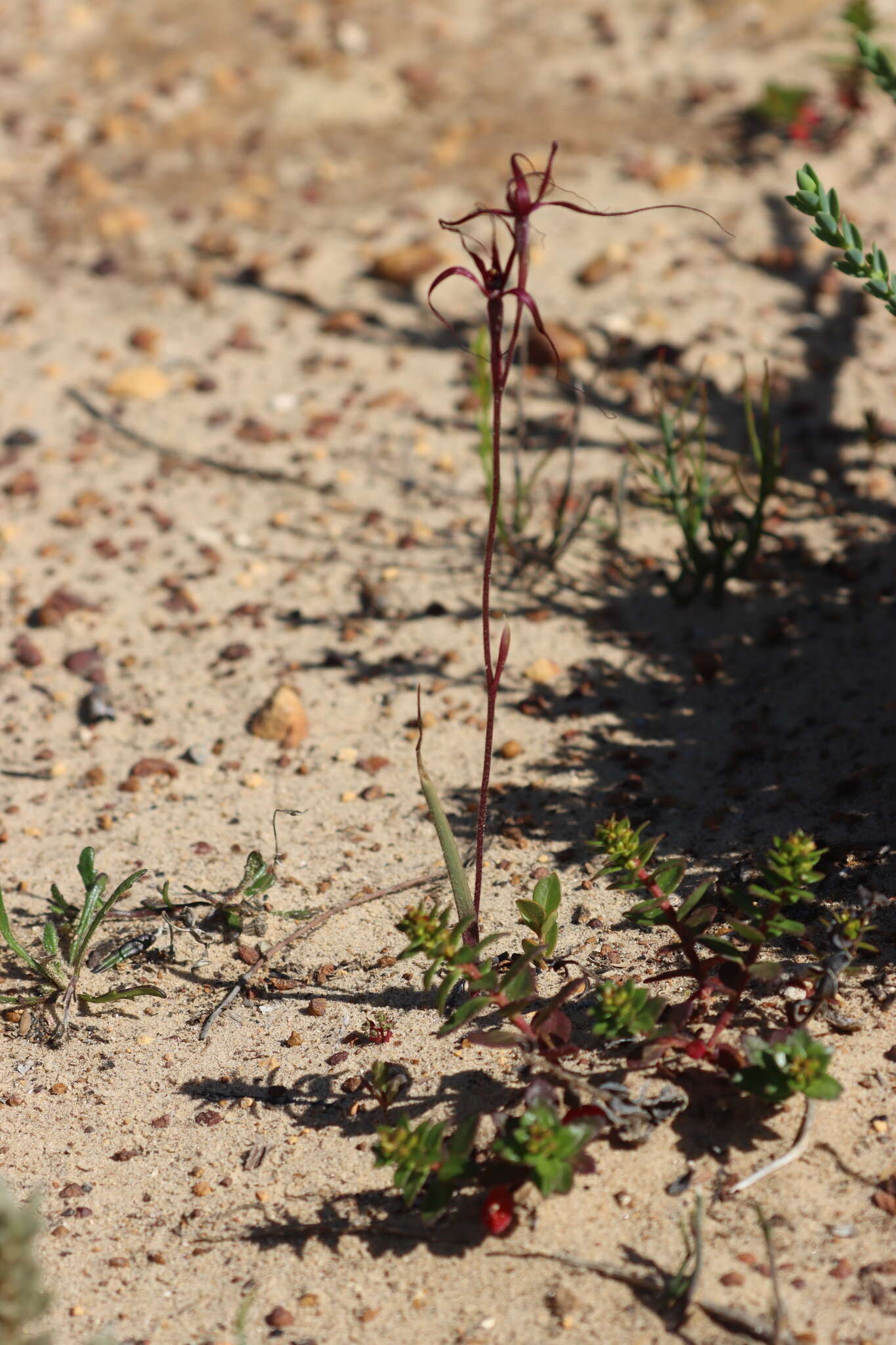 Caladenia sanguinea D. L. Jones的圖片