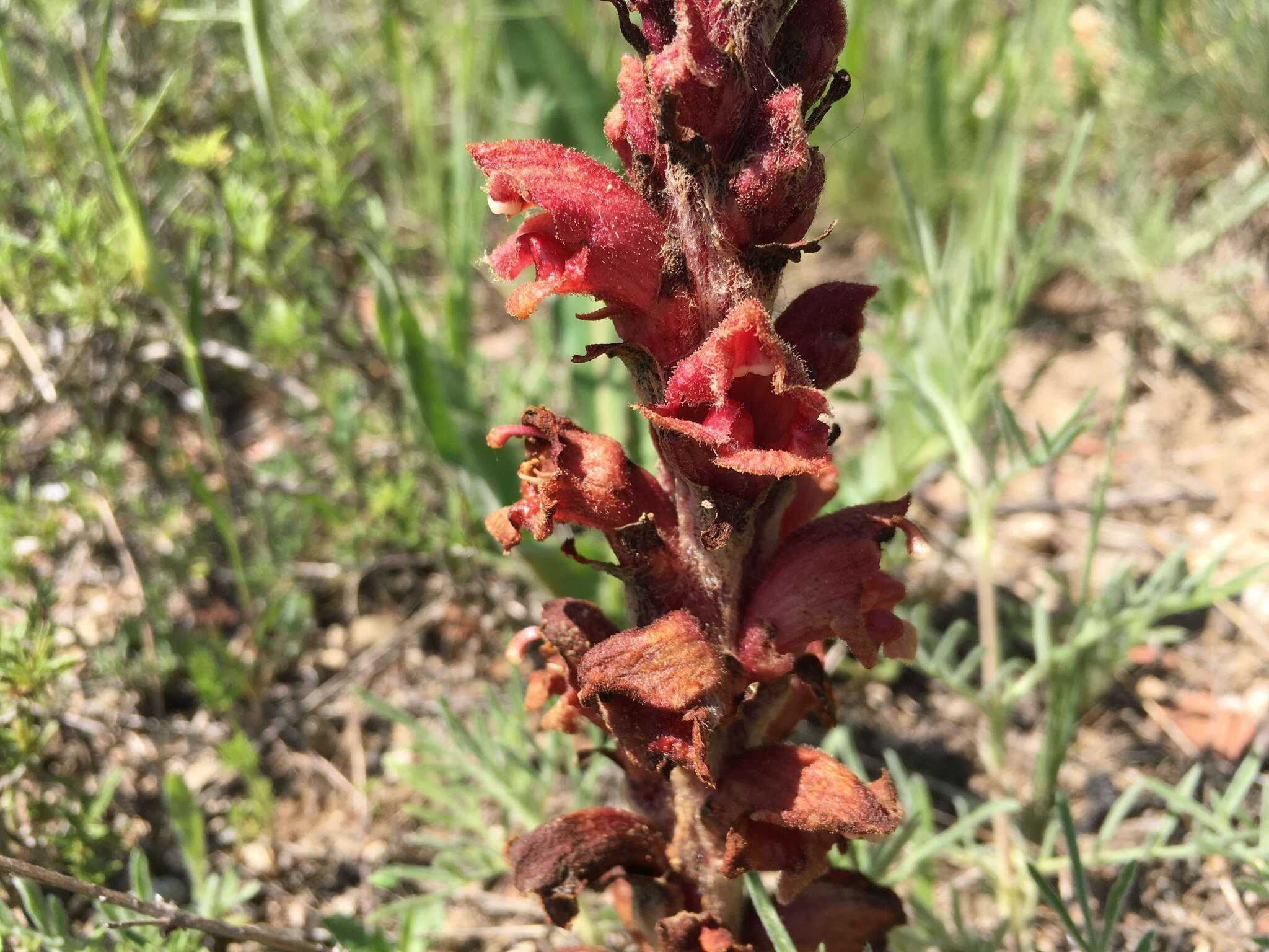 Image of Orobanche anatolica Boiss. & Reuter