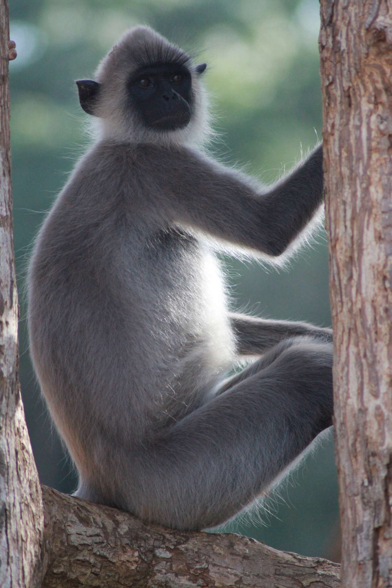 Image of Coromandel Sacred Langur