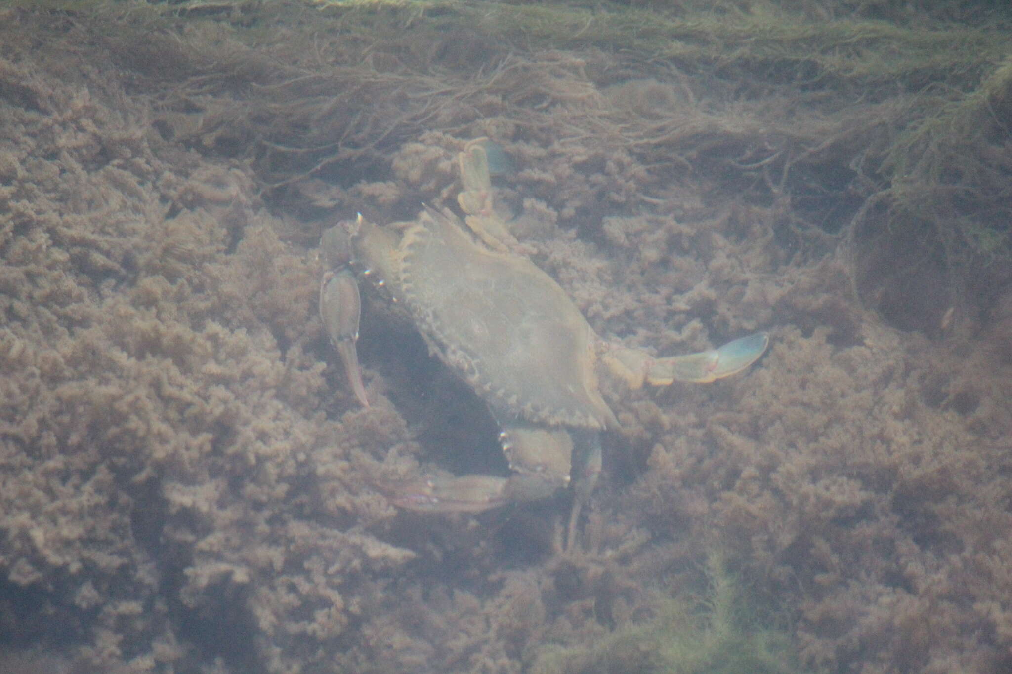 Image of arched swimming crab