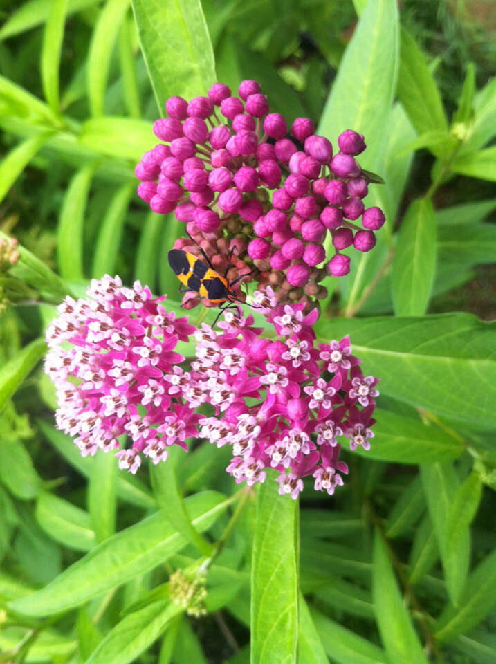 Image of Large Milkweed Bug