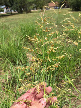 Image of Johnson grass