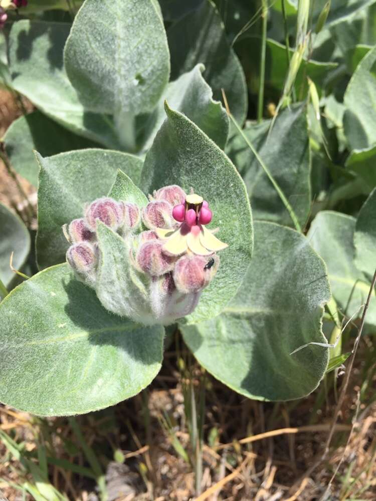 Imagem de Asclepias californica subsp. greenei Woods.