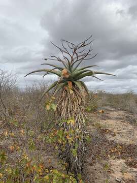 Image of Aloe marlothii subsp. marlothii