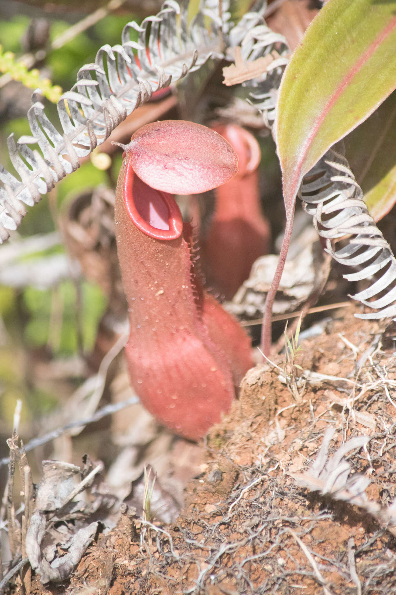 Image of Common Swamp Pitcher Plant
