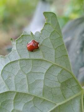 Image of Charidotella (Chaerocassis) emarginata (Boheman 1855)