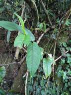 Sivun Persicaria chinensis (L.) Nakai kuva