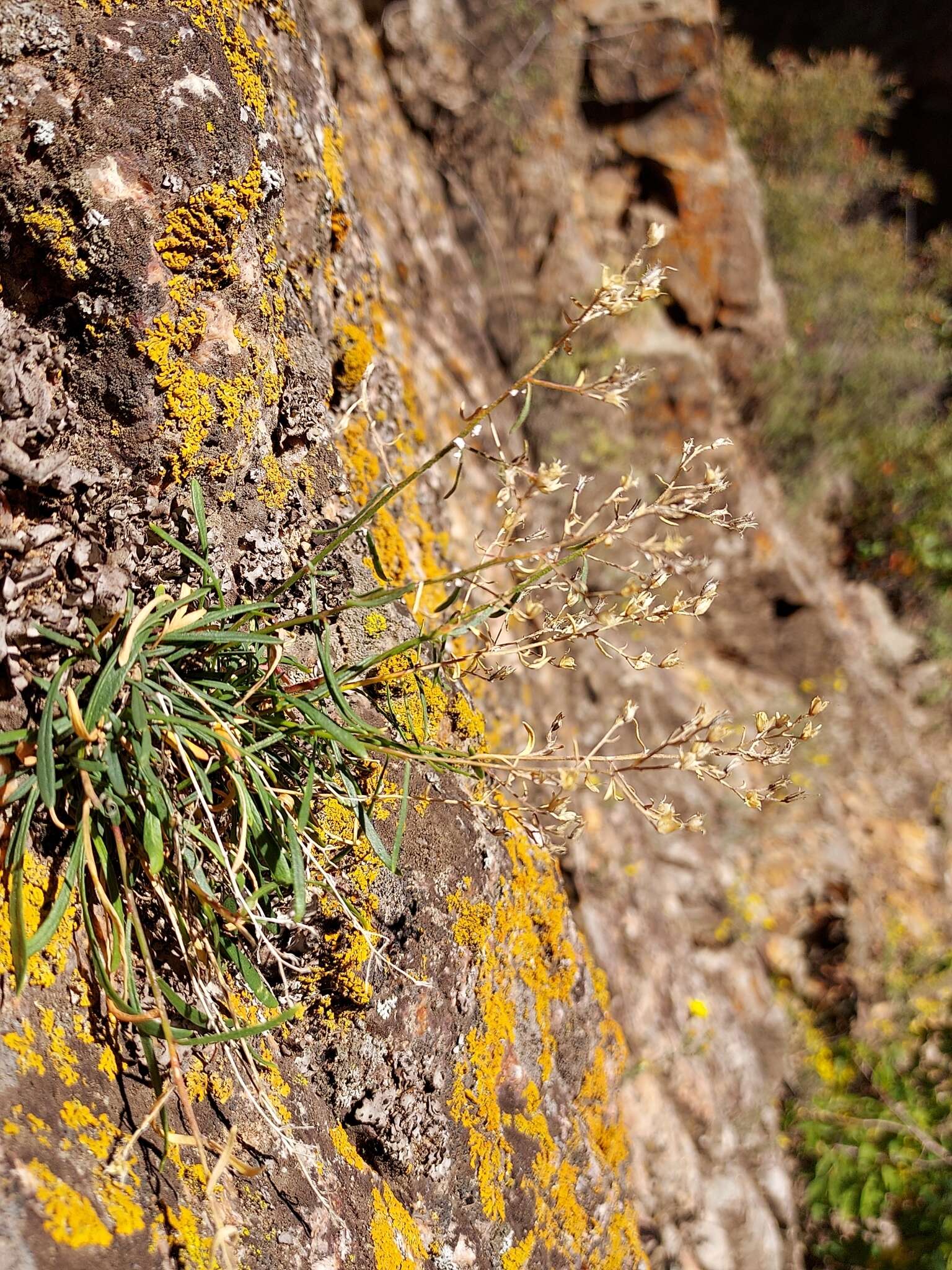 Image of Black Canyon gilia