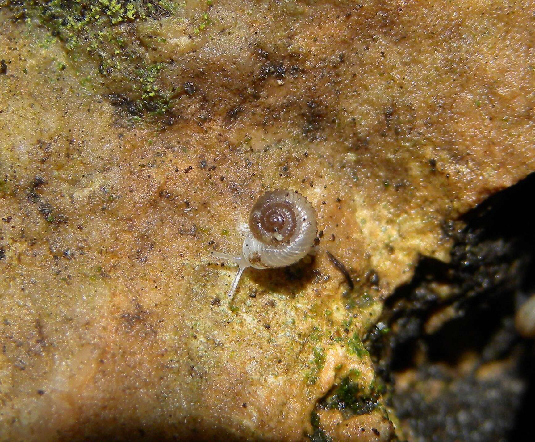 Image of ribbed grass snail
