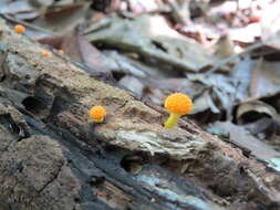 Image de Cyptotrama chrysopepla (Berk. & M. A. Curtis) Singer 1973