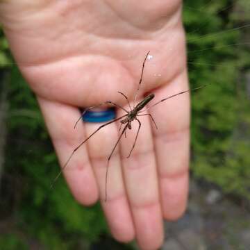 Image of Tetragnatha elongata Walckenaer 1841