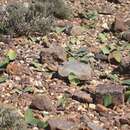 Image of Haemanthus amarylloides subsp. amarylloides