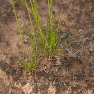 Image of Austrostipa nitida (Summerh. & C. E. Hubb.) S. W. L. Jacobs & J. Everett