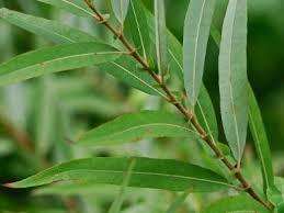 Image of coastal plain willow