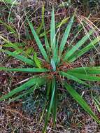 Image of Yucca cernua E. L. Keith