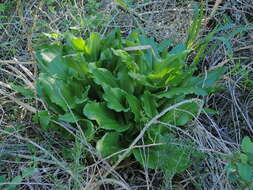 Sivun Veltheimia bracteata Harv. ex Baker kuva