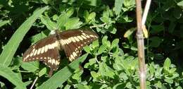 Image of Ornythion Swallowtail