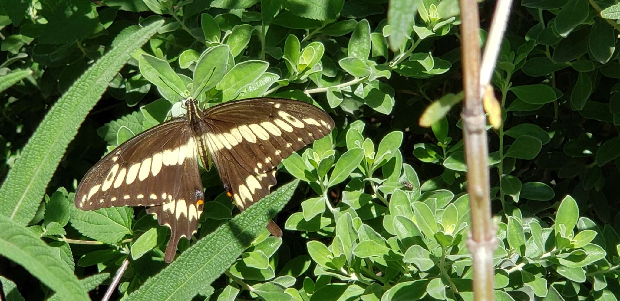 Image of Ornythion Swallowtail