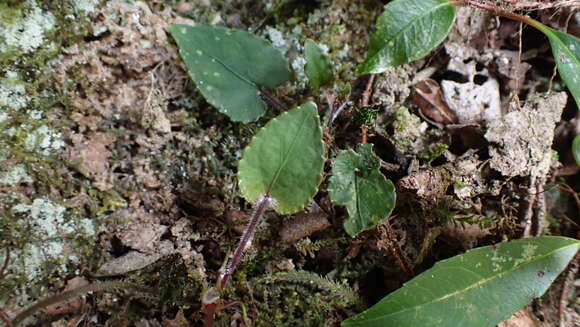 Imagem de Viola formosana Hayata