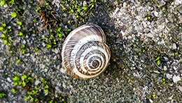 Image of Snail