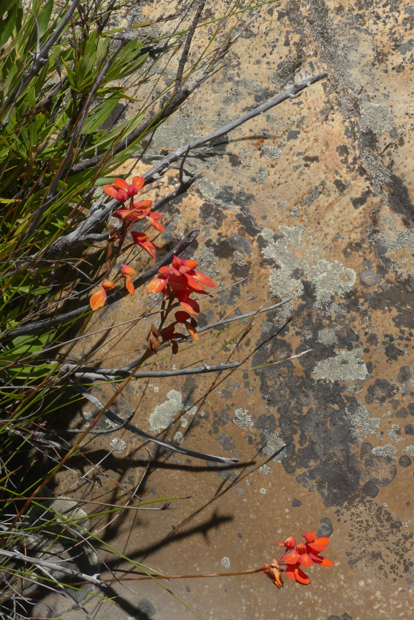 Image de Disa cardinalis H. P. Linder