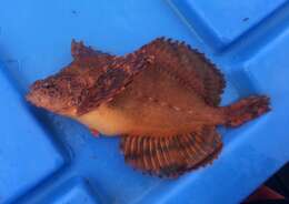 Image of Crested sculpin