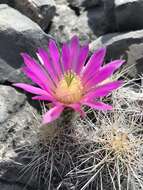 Image of Echinocereus parkeri subsp. parkeri