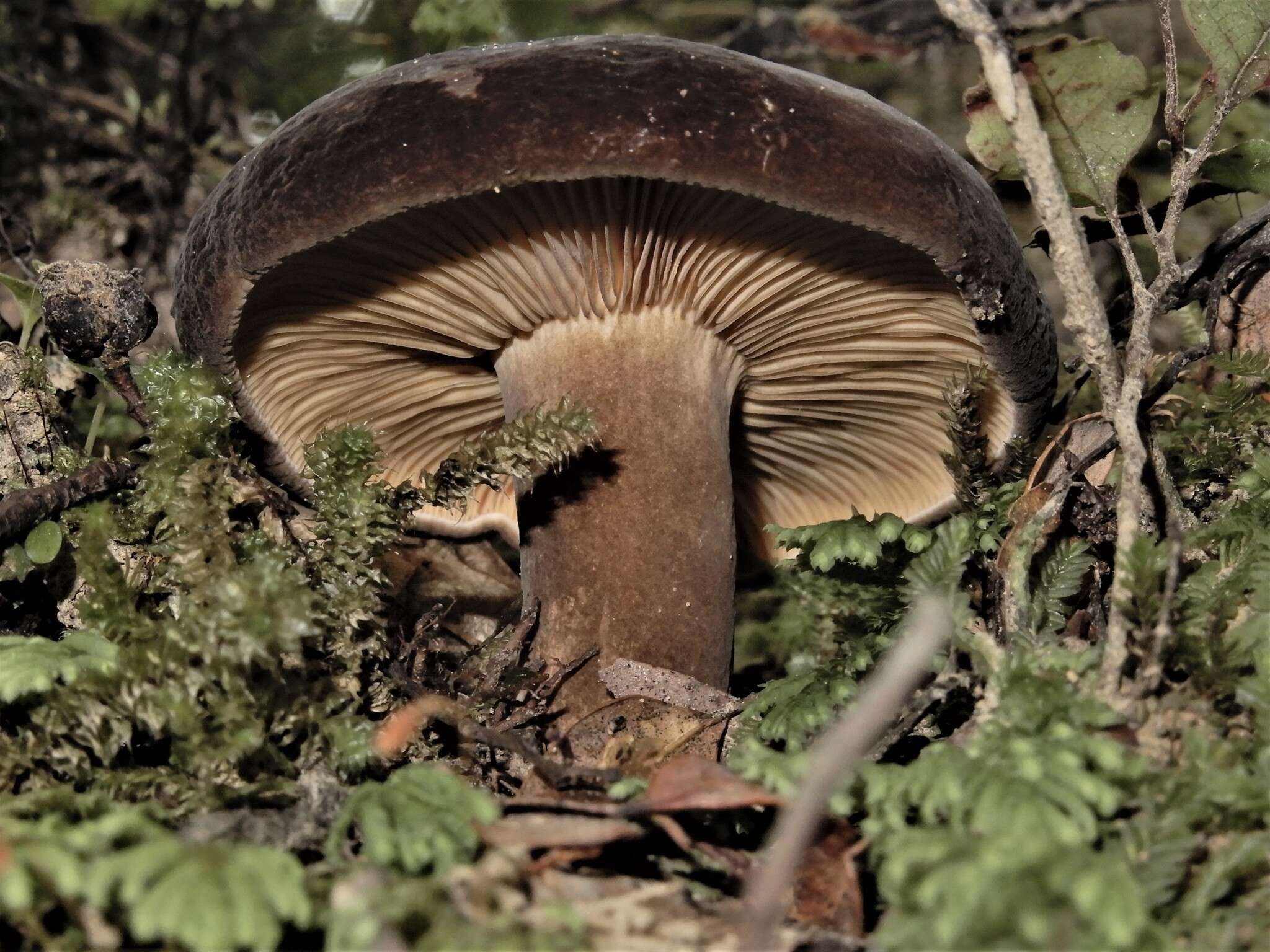 صورة Lactifluus sepiaceus (McNabb) Stubbe 2012