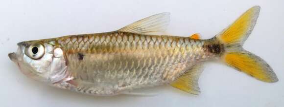 Image of Characin