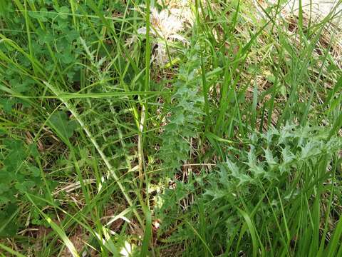 Слика од Carlina acaulis subsp. caulescens (Lam.) Schübl. & G. Martens