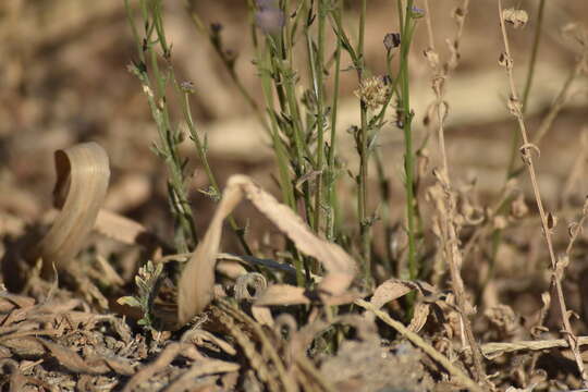 Image de Jasione crispa subsp. sessiliflora (Boiss. & Reut.) Tutin