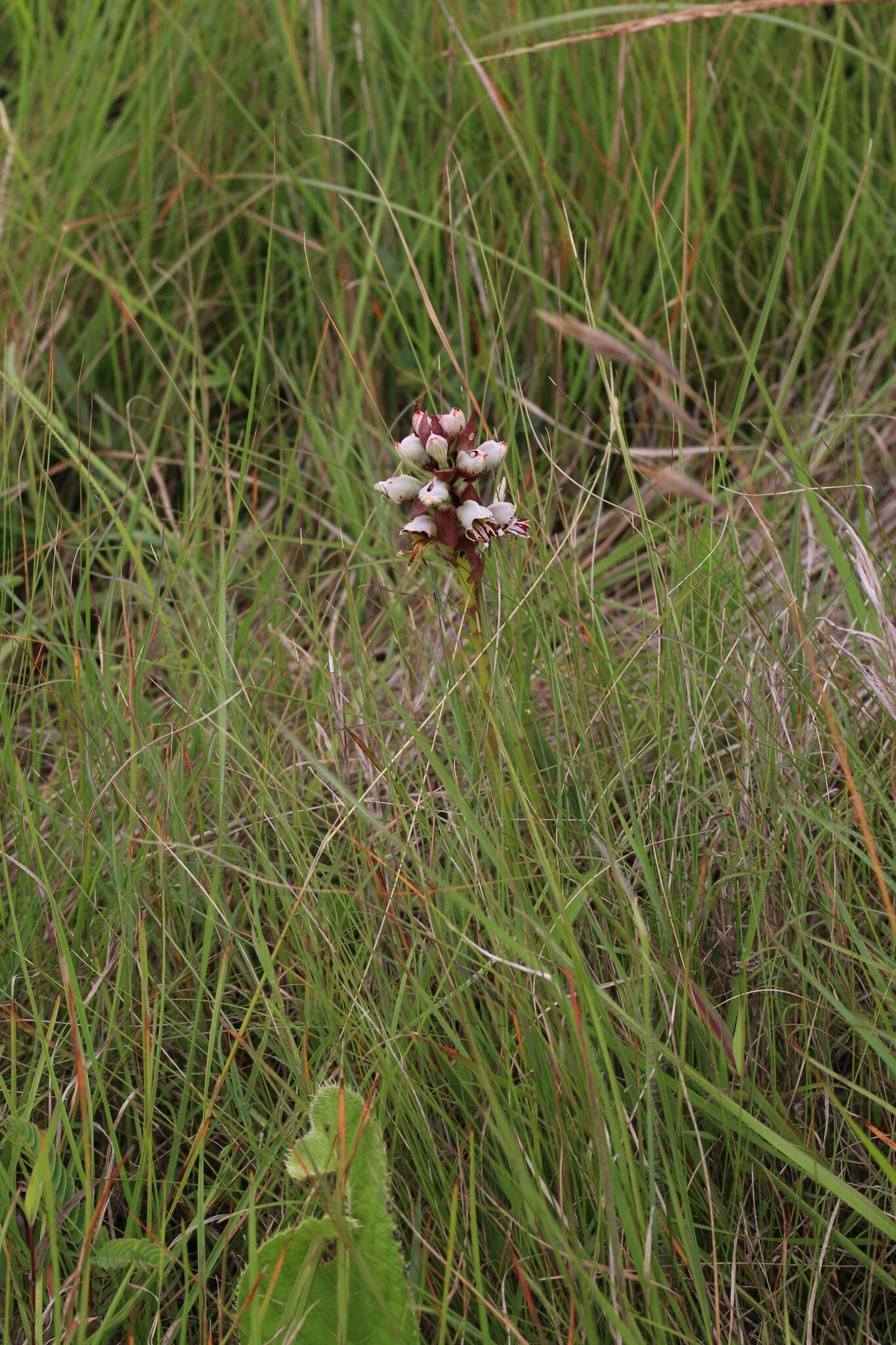 Image de Satyrium sphaerocarpum Lindl.