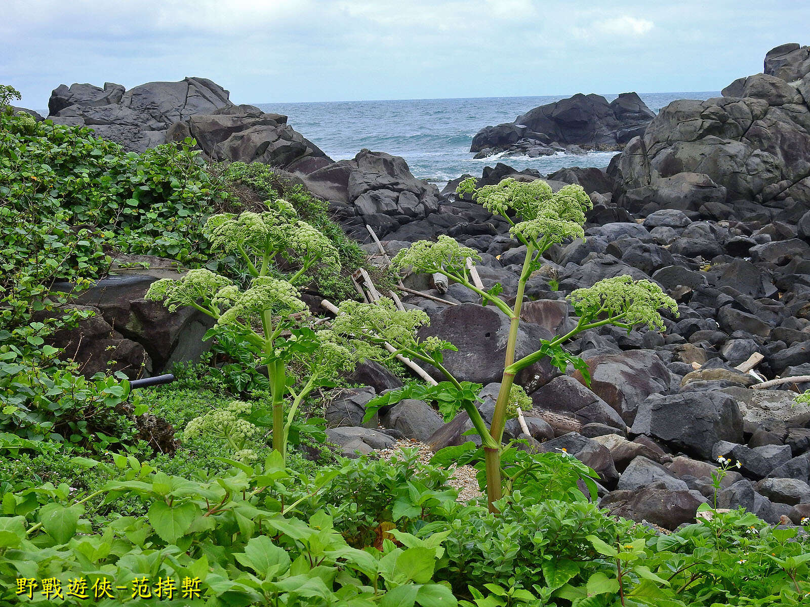 Image of Angelica hirsutiflora Liu, C. Y. Chao & Chuang