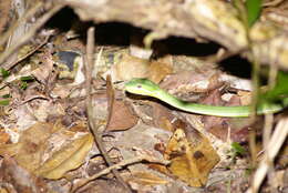 Image de Trimeresurus stejnegeri K. P. Schmidt 1925